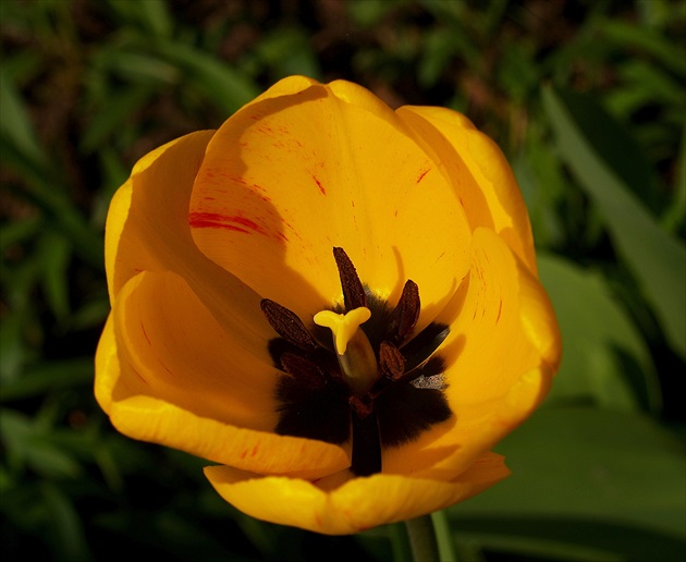 TULIPÁN (Tulipa)