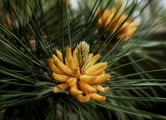 BOROVICA /Pinus/ - samčí kvet