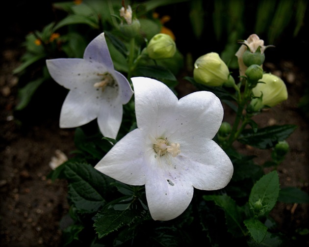 Balónovník veľkokvetý ´FUJI WHITE´