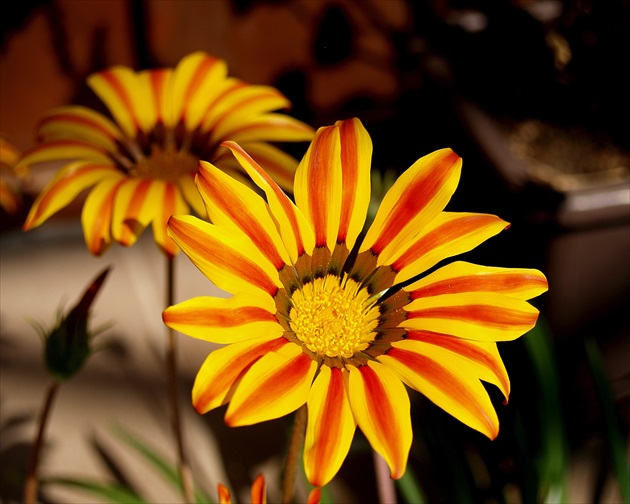 GAZÁNIA /Gazania splendens/