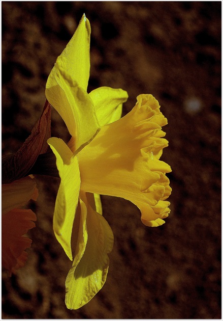 Narcissus in profile