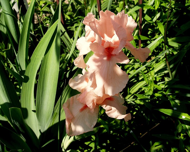 Iris 'Lenora Pearl'