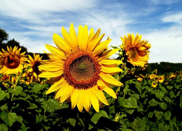 Sunflower greeting. . .