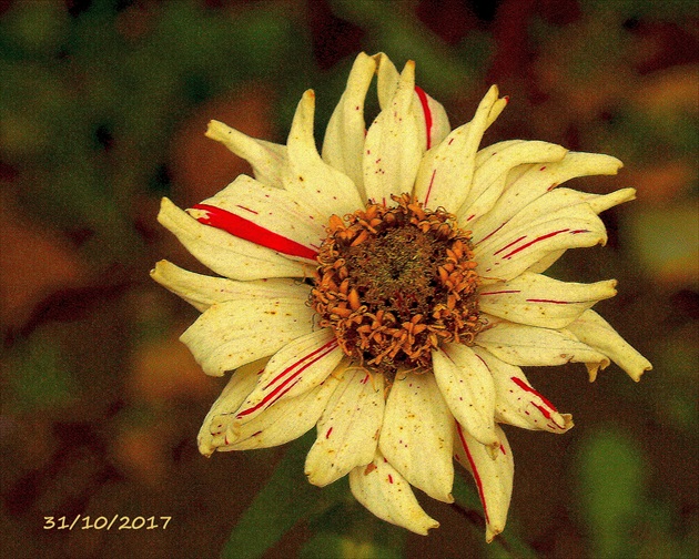YELLOW-RED BLOOMING