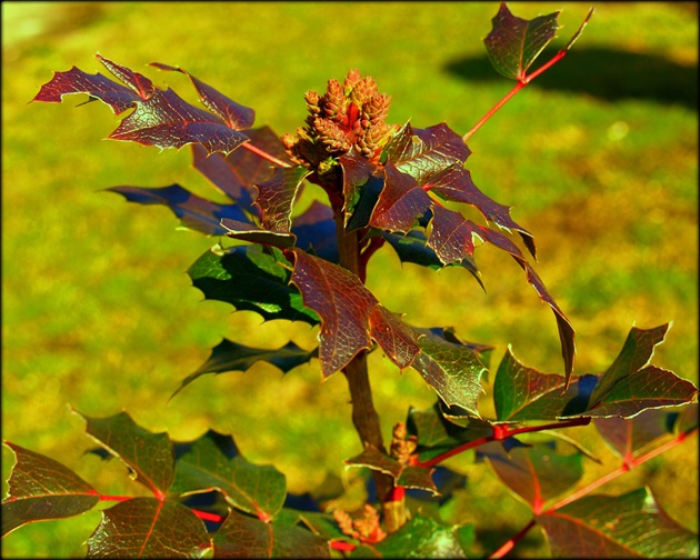 MAHÓNIA CEZMÍNOLISTÁ /Mahonia aquifolium/