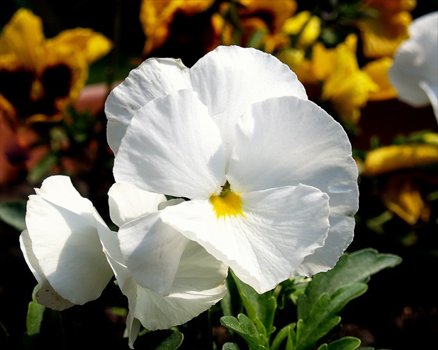 Pansy albis