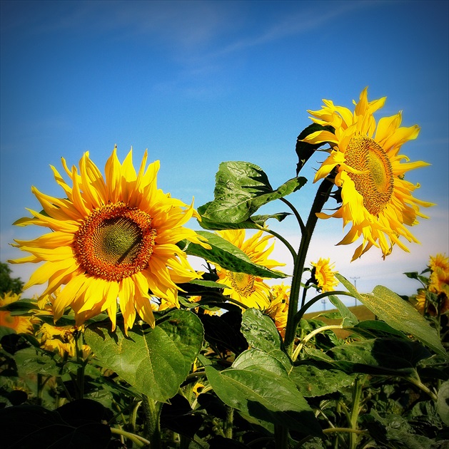 Square - two sunflowers