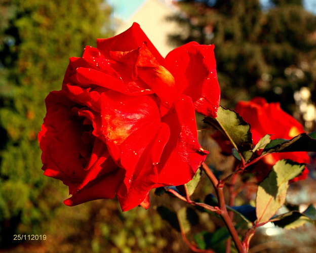 RED ROSE III.   