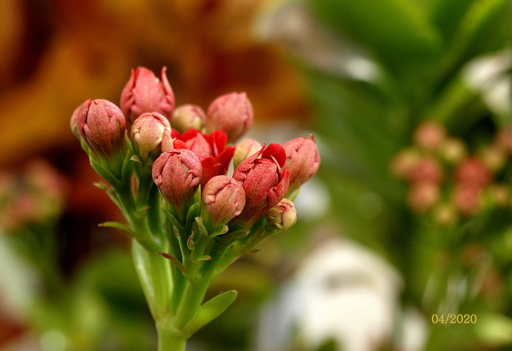 The buds - Kalanchoe