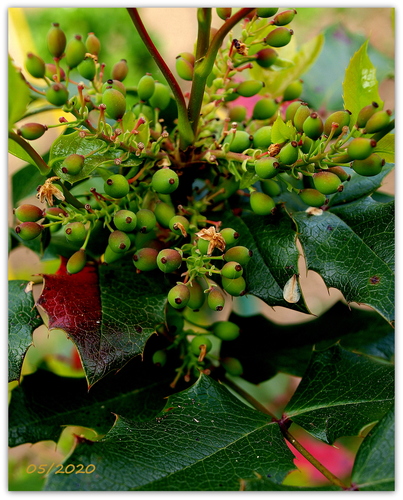MAHÓNIA CEZMÍNOLISTÁ /Mahonia aquifolium/ III.