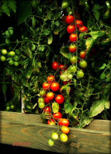 Cherry paradajky červené strapcové. 