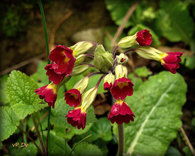 Prvosienka vyššia /Primula elatior/