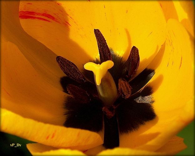 Tulipán Washington 