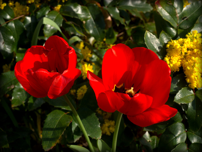Tulipán (lat. Tulipa)