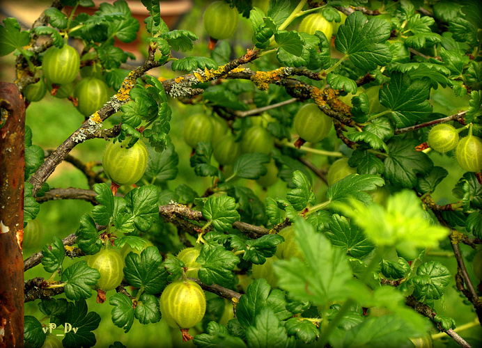 Egreš obyčajný (Grossularia uva-crispa)