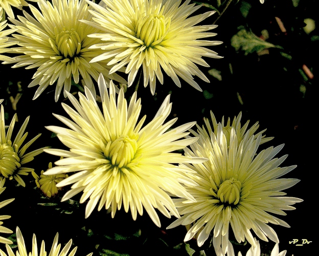 CHRYSANTHEMUM