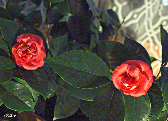 Camellia japonica 'Lady Campbell'