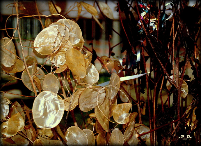 Mesačnica ročná (Lunaria annua)