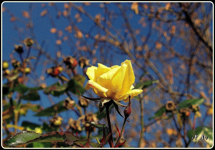 Yellow rose 