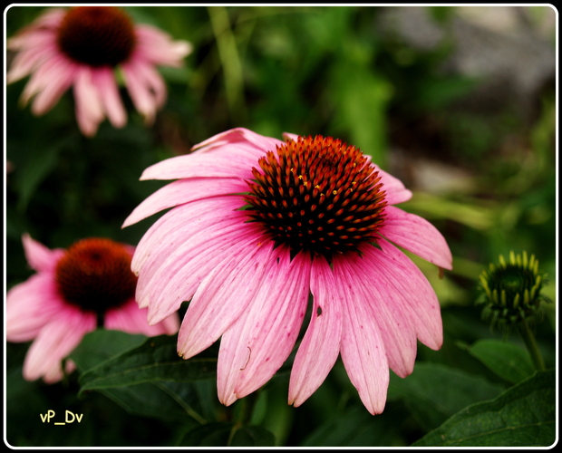 ECHINACEA