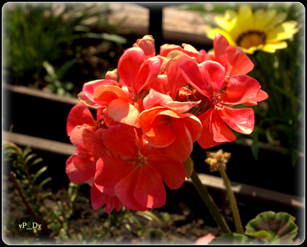 MUŠKÁT –CLASSIC DIABOLO (pelargonium zonale)