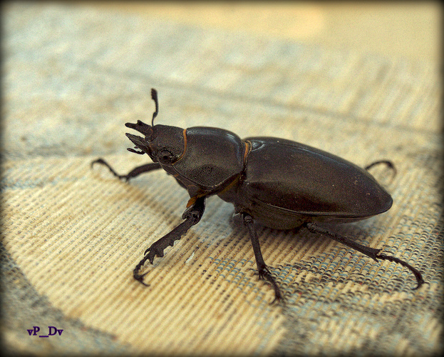 Lucanus cervus -samica Roháča obyčajného