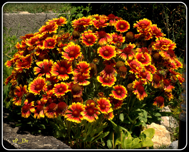 Kokarda osinatá (Gaillardia aristata) ´KOBOLD