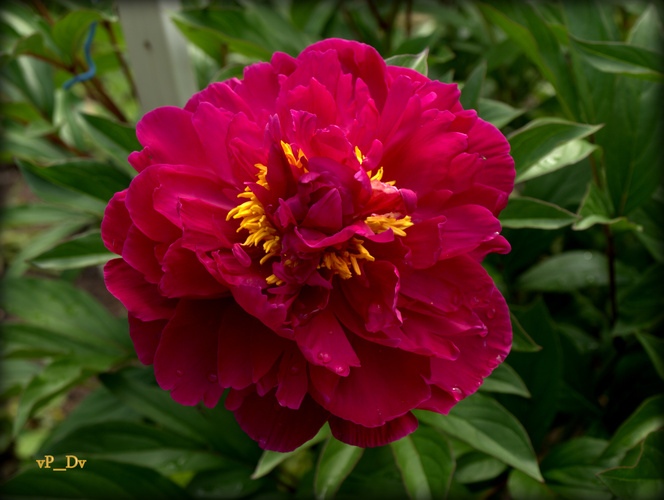Pivonka /Pink AGLAOPHOTIS/