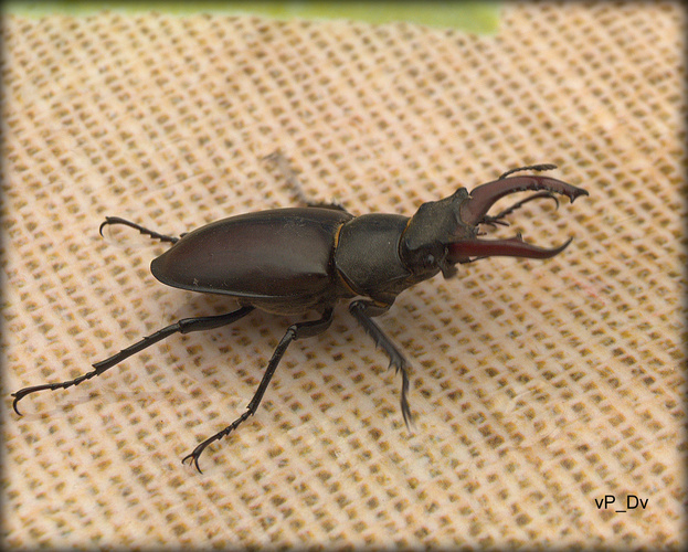 Lucanus cervus - samček Roháča obyčajného
