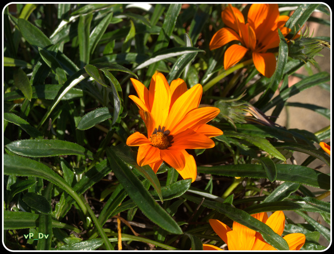 „Oranžová s prsteňom“