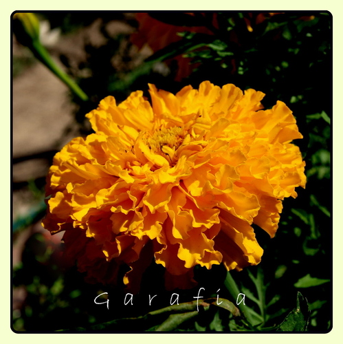 G a r a f i a