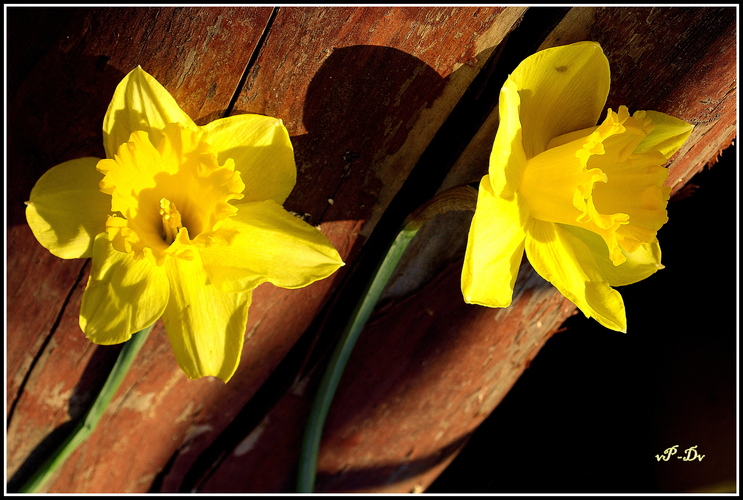 ** N a r c i s s u s **