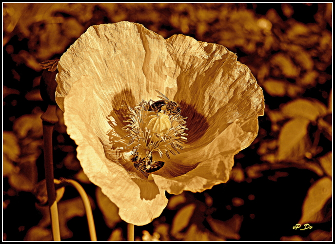 M a k o v i č k o v á