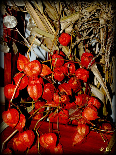 MACHOVKA ČEREŠŇOVÁ /PHYSALIS ALKEKENGI/ 