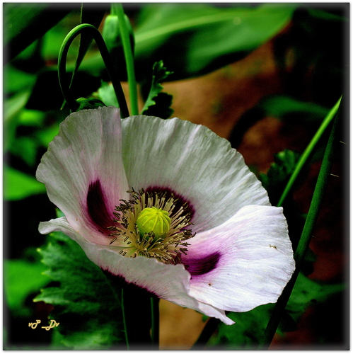 Mak veľkokvetý 'Miss Piggy' (Papaver orientale 'Miss Piggy')