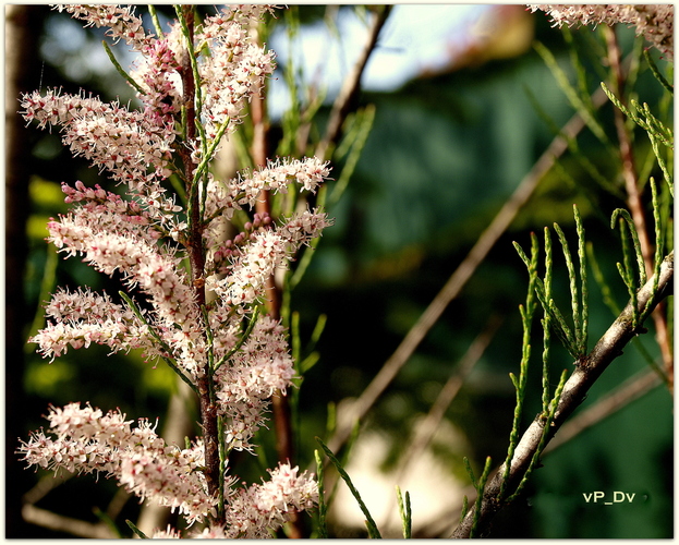 Tamariška štvortyčinková (Tamarix tetrandra)