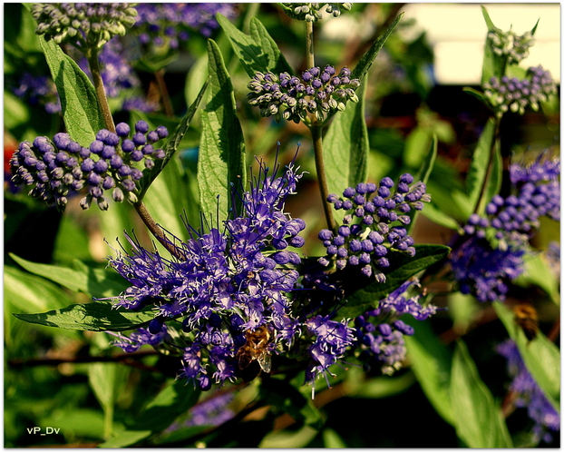 Bradavec klandonský (Caryopteris clandonensis)