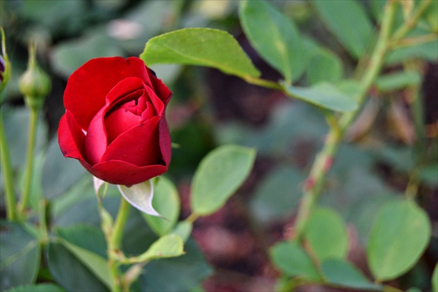 Najkrajšia "červená" sa ukrýva v ruži