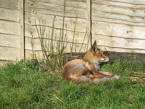 líška v zahrade