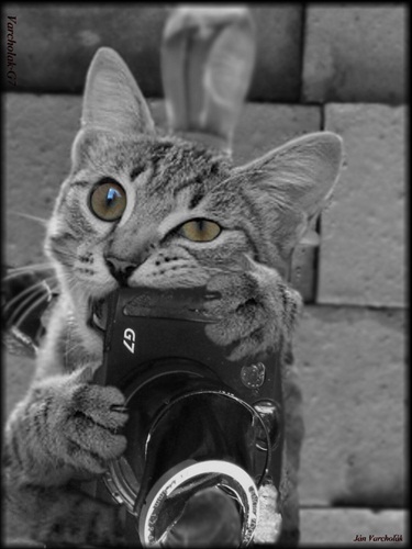 Mačka a CanonG7