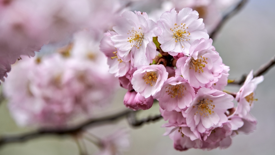 Sakura, sakura, na sakure...