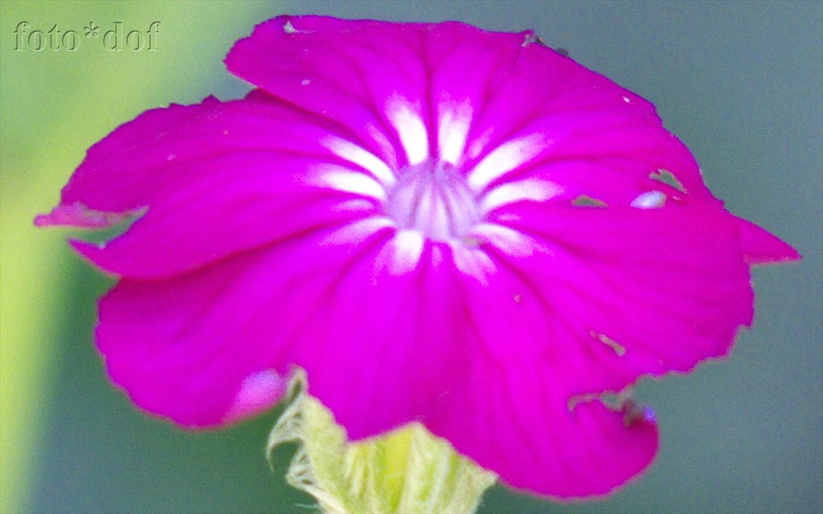 fialovy kvet