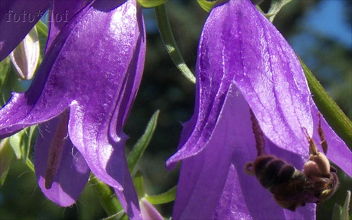 včela a kvet