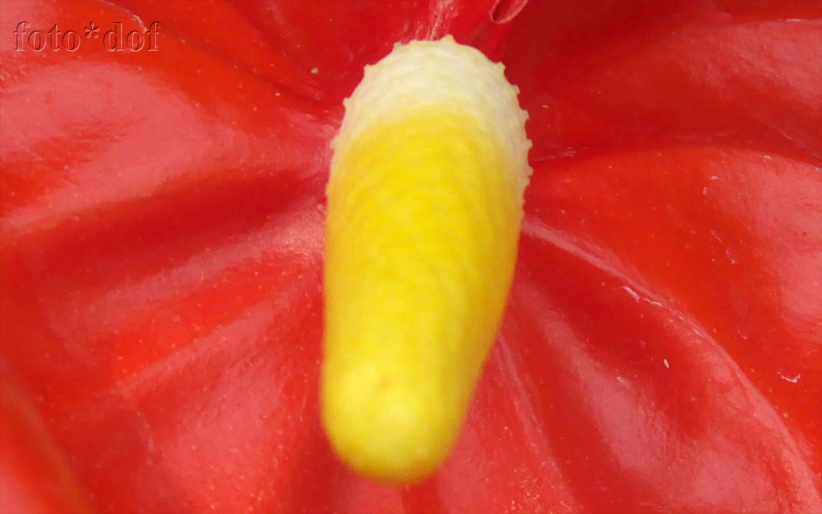 cerbeny kvet 2