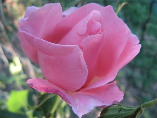 ruža 1