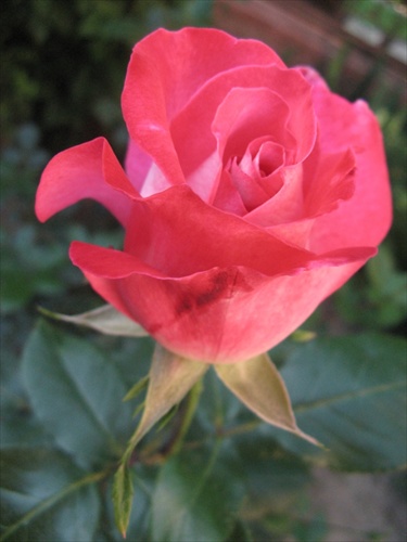 ruža 3