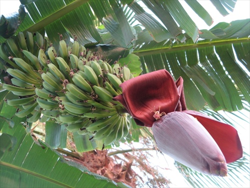 banán v rozkvete 2