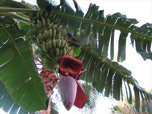 banán v rozkvete 1