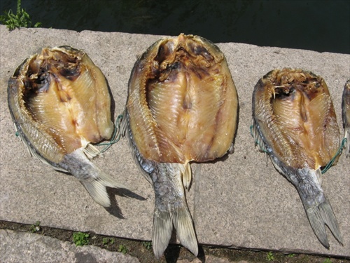 sušenie rýb