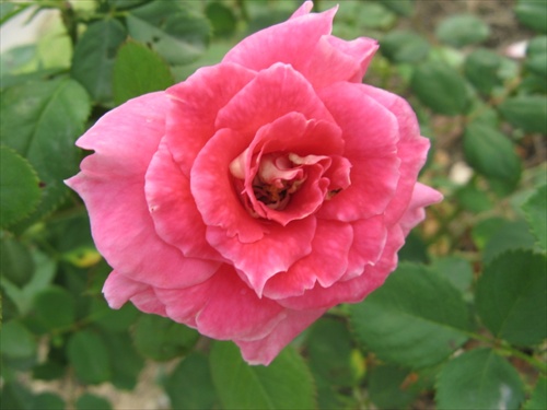 z ružovej záhrady 1
